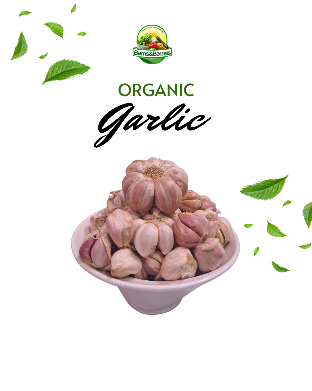 Farm Fresh Garlic Bulbs