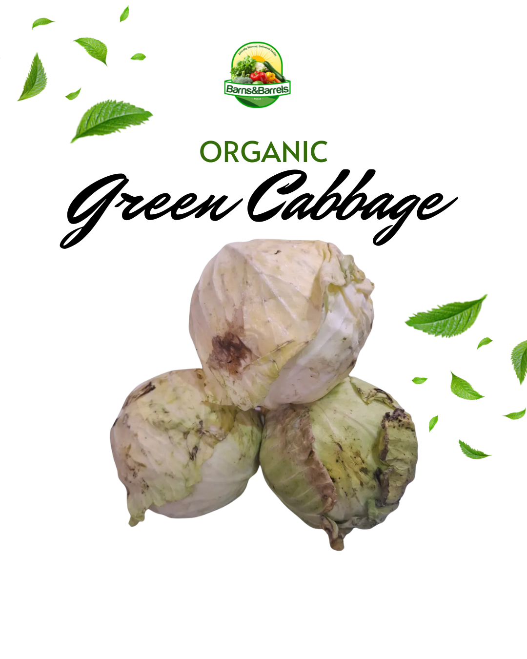 Farm Fresh Green Cabbage