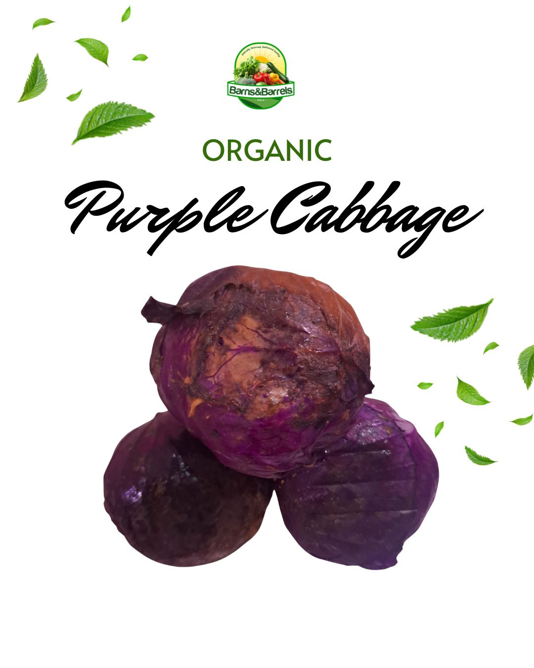 Farm Fresh Purple Cabbage