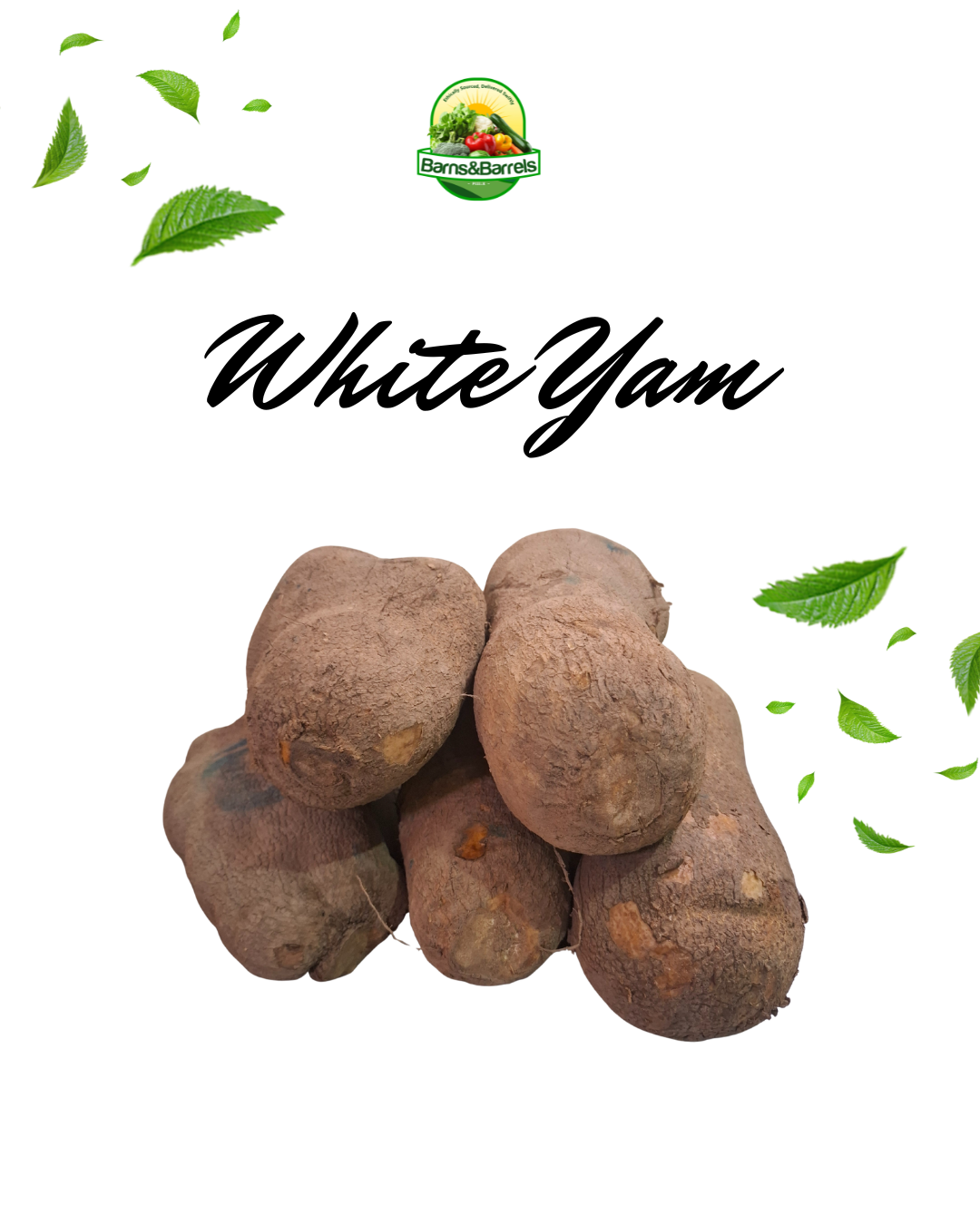 Farm Fresh White Yam